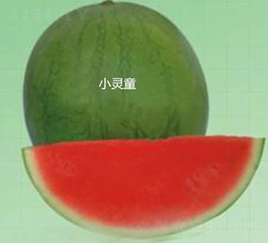 С��ͯ-��������-ʢ����ҵ