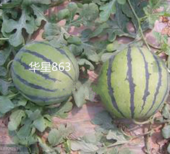 ����863-��������-ʢ����ҵ