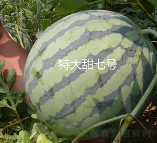 �ش����ߺ�-��������-ʢ����ҵ