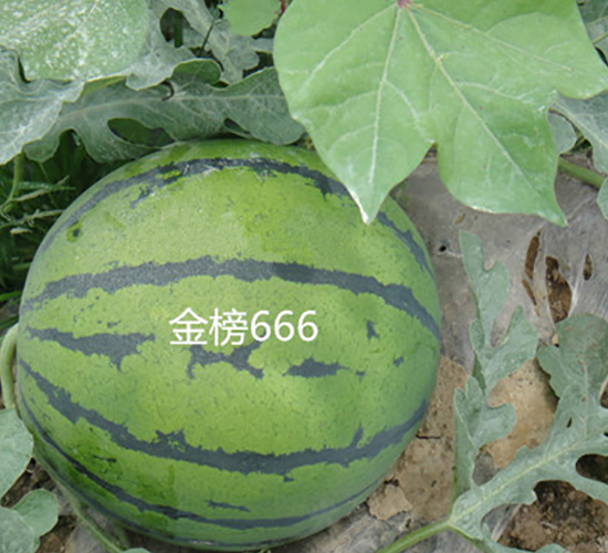 ���666-��������-ʢ����ҵ