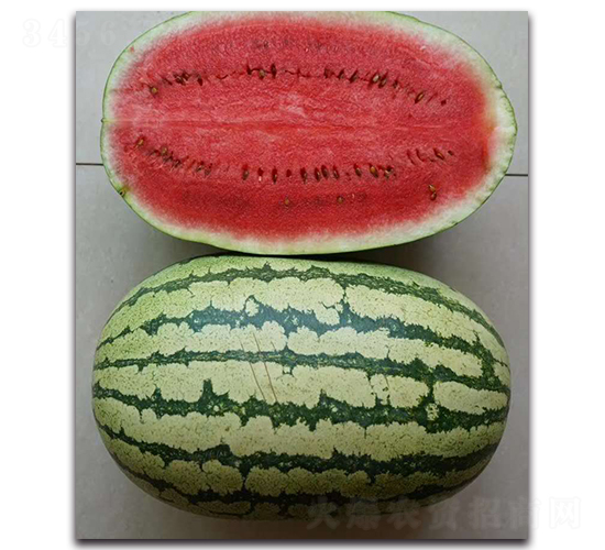 ��ѡ��ũ8��-��������-ʢ����ҵ