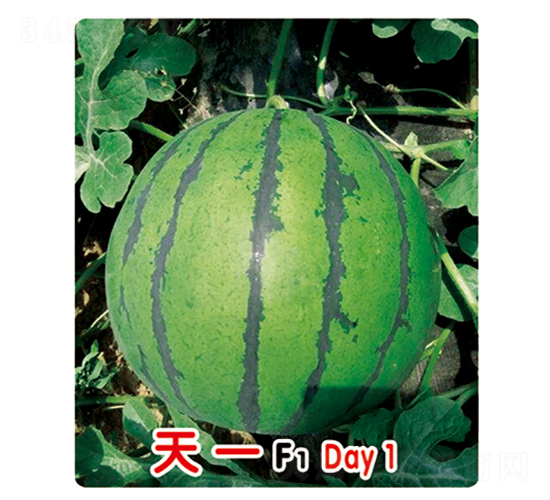 ��һF1-��������-ʢ����ҵ