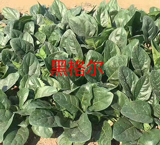 �ڸ��-��������-ʢ����ҵ