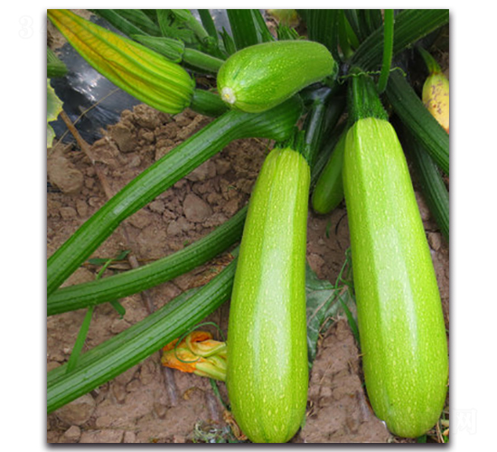 SA01-����«����-�һ���ҵ
