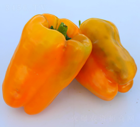 PA06-��������-�һ���ҵ