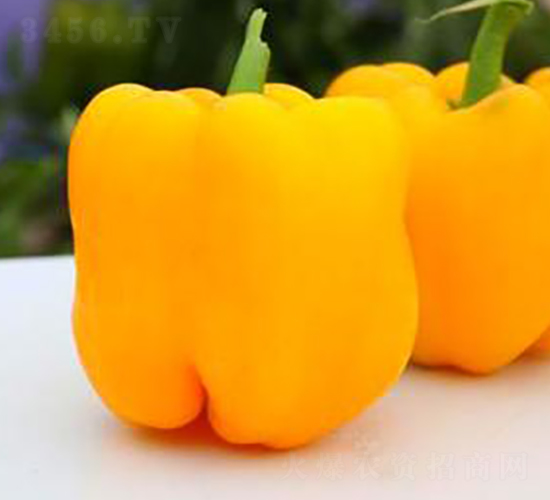 PA05-��������-�һ���ҵ