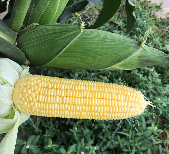 ά��54-��������-��άũҵ