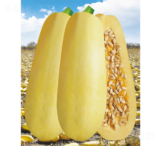����116-����«����-����