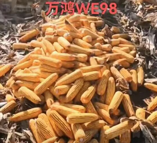 ��������WE98-�����ҵ