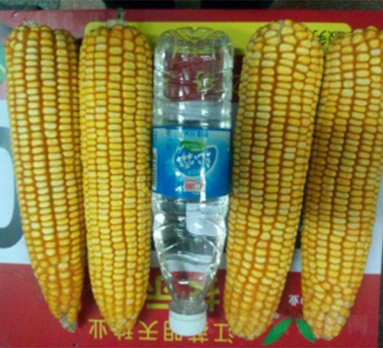 ����20-��������-������ҵ