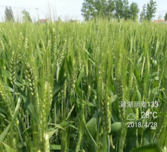 ����133-С������-������ҵ