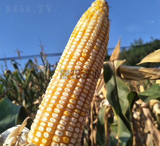 ����333-��������-��ũ��ҵ