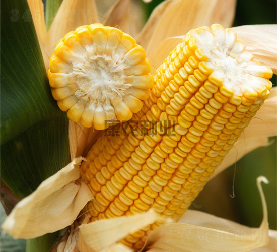 ��ũ��007-��������-��ũ��ҵ