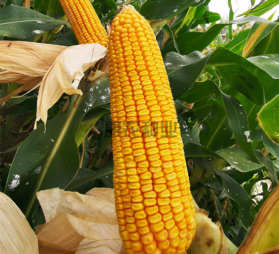 ��ũ��109-��������-��ũ��ҵ