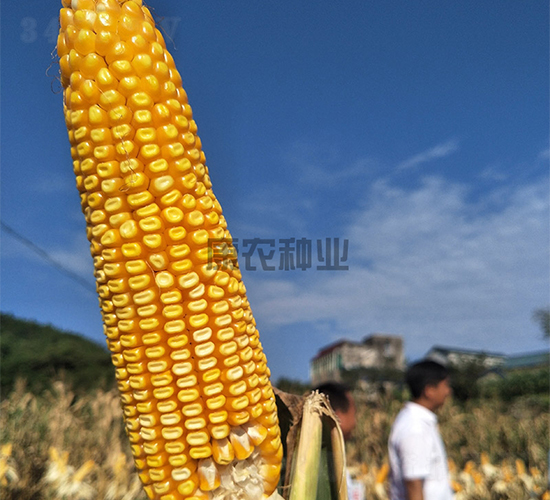 ����1108-��������-��ũ��ҵ