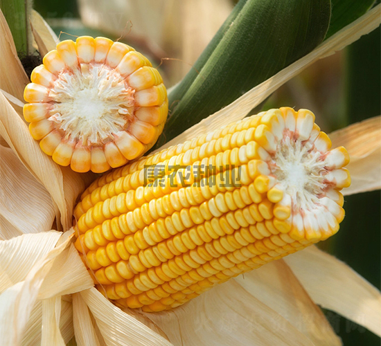 ��ũ��999-��������-��ũ��ҵ