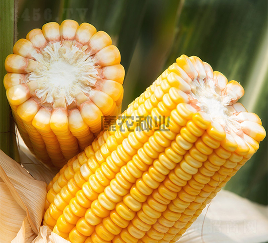 ��ũ��901-��������-��ũ��ҵ