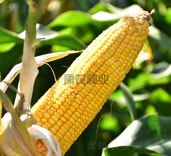 �й�666-��������-��ũ��ҵ