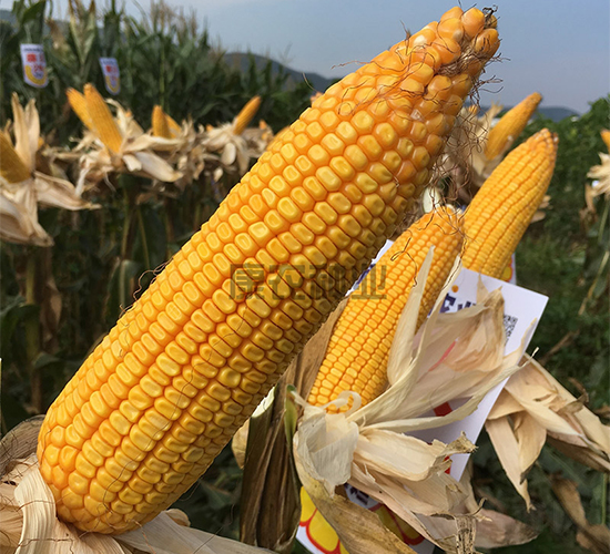 ����351-��������-��ũ��ҵ