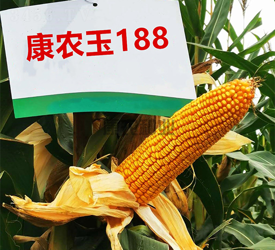 ��ũ��188-��������-��ũ��ҵ