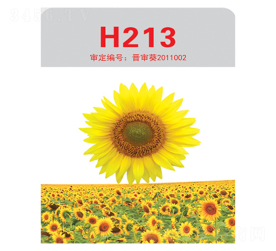 H213�����տ�����-����