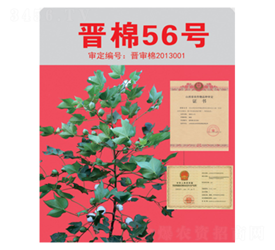 ����56��-�޻�����-����