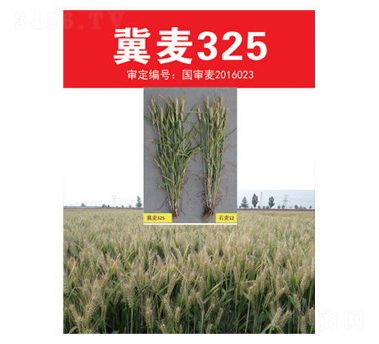 ����325-С������-����