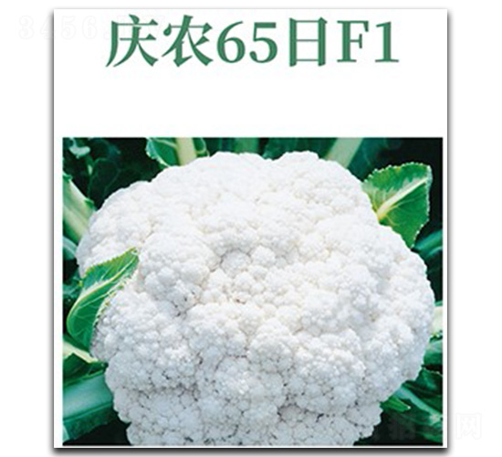 ��ũ65��-��Ҭ������-����