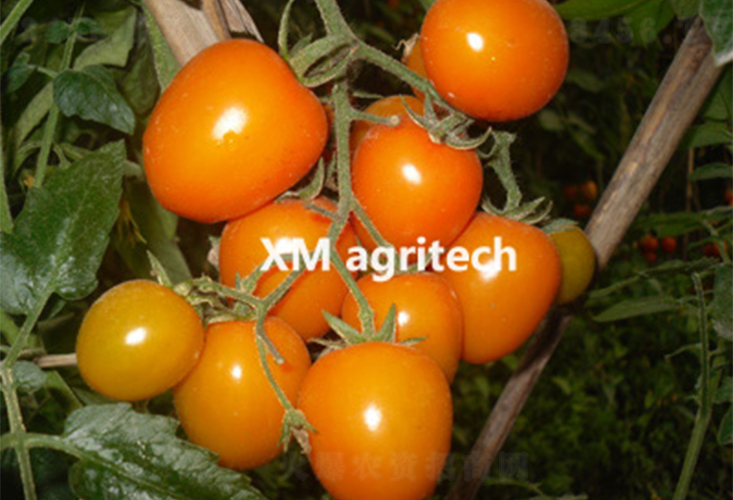 ��ש-ӣ�ҷ�������-��ũũҵ