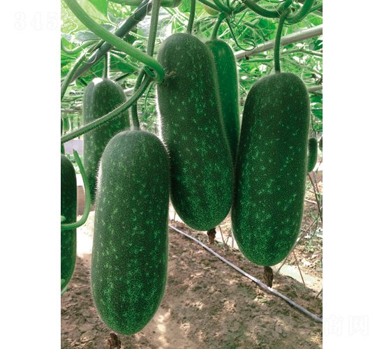 ����-�ڹ�����-��������