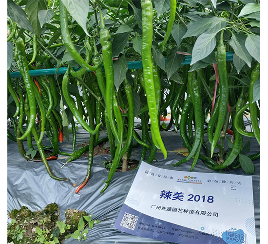 ����2018-��������-��������