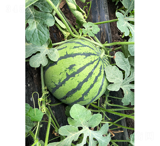 ����1��-��������-�ѷ���ҵ