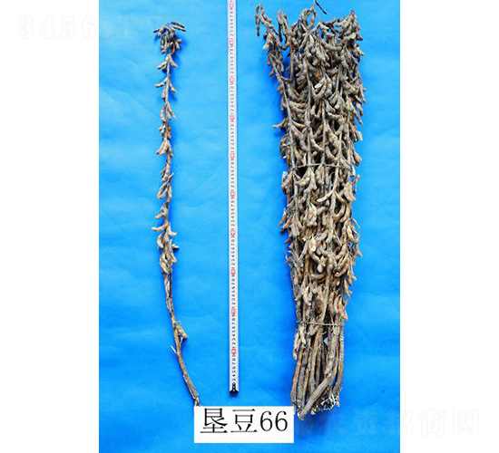 �Ѷ�66-������-�ѷ���ҵ