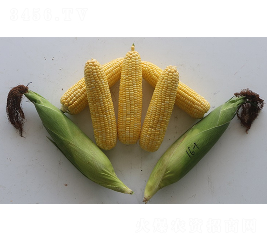 ������816-��������-��������