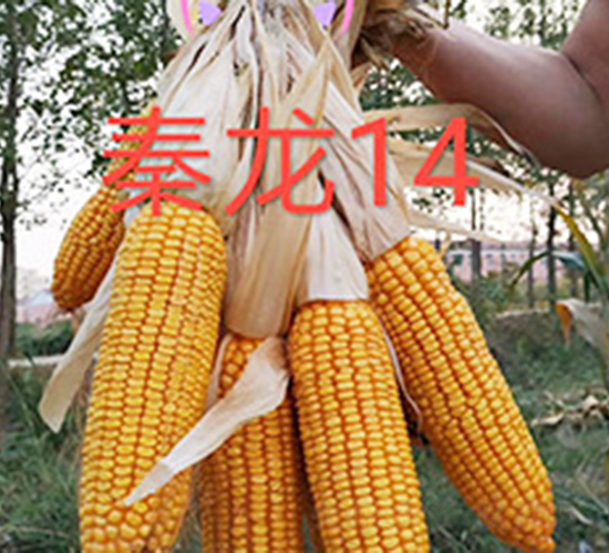 ����14-��������-�����ҵ