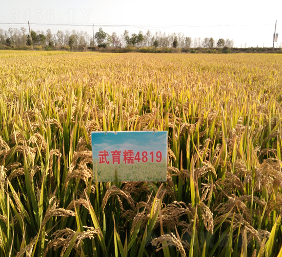 ����Ŵ4819-ˮ������-�����ҵ