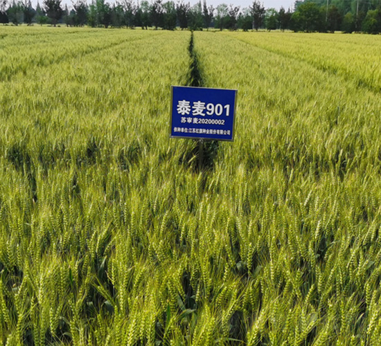 ̩��901-С������-������ҵ