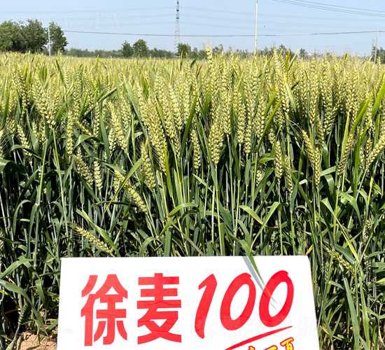 ����100-С������-������ҵ
