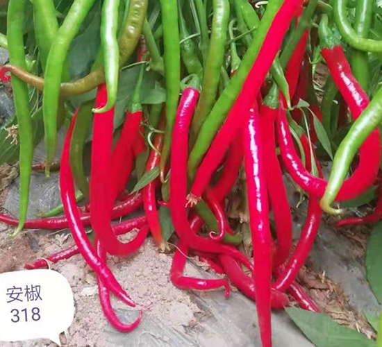 ����318-�߽�����-����ũ��