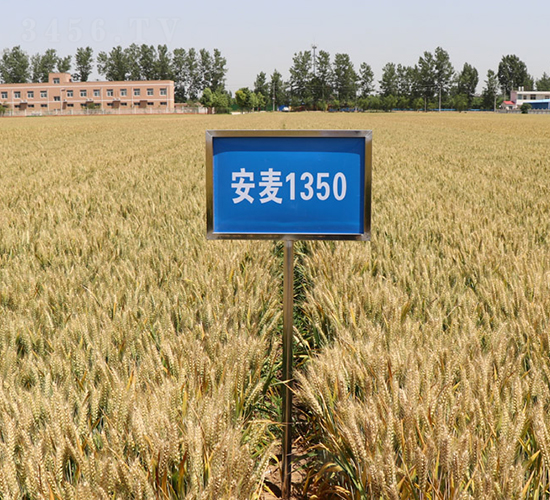 ����1350-С������-����ũ��