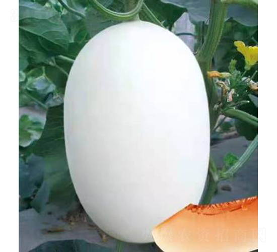 ��ʥ������3��-�������-��ʥ��