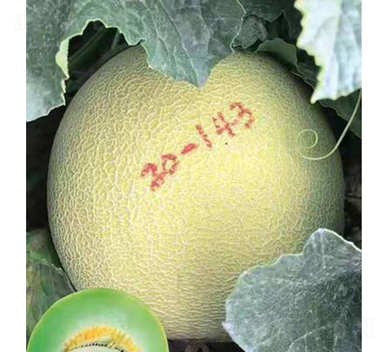 ��ʥ��M20-143-�������-��ʥ��