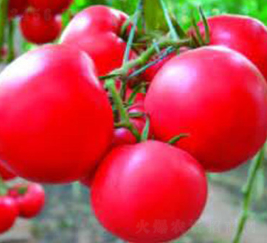 �ɴ�230-��������-������ҵ