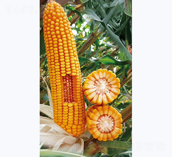 ���82-��������-������ҵ