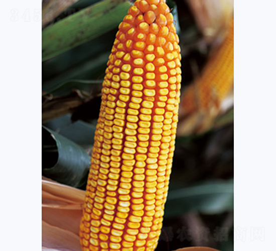 �ɼ�577-��������-������ҵ