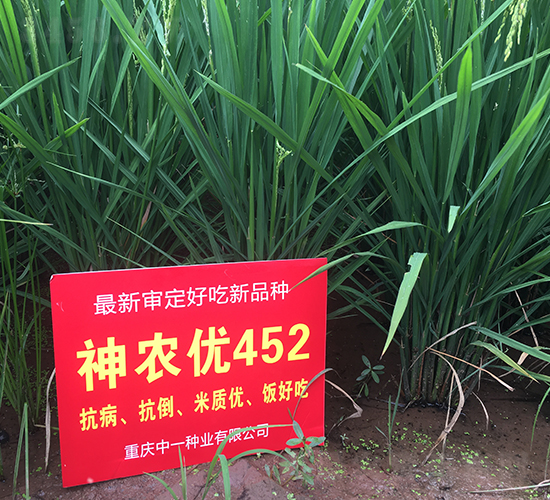 ��ũ��452-ˮ������-��һ��ҵ