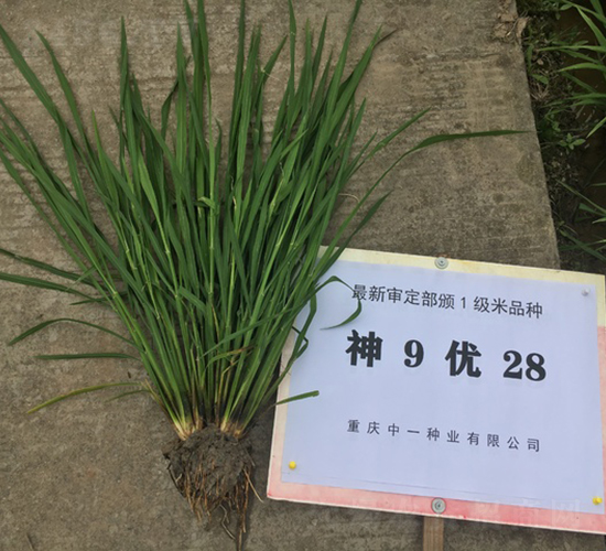 ��9��28-ˮ������-��һ��ҵ