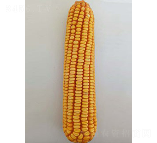 �ڵ�408-��������-�����ҵ