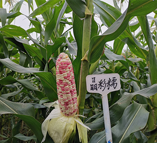 ����Ŵ-��������-������ҵ