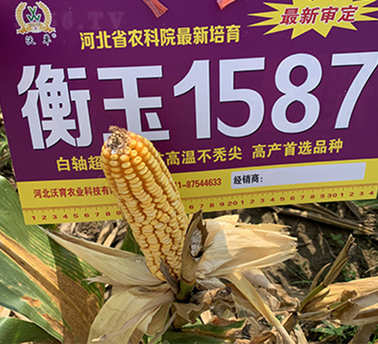 ����1587-��������-������ҵ